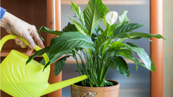 6 roślin, które przynoszą szczęście i bogactwo. Warto mieć je w domu