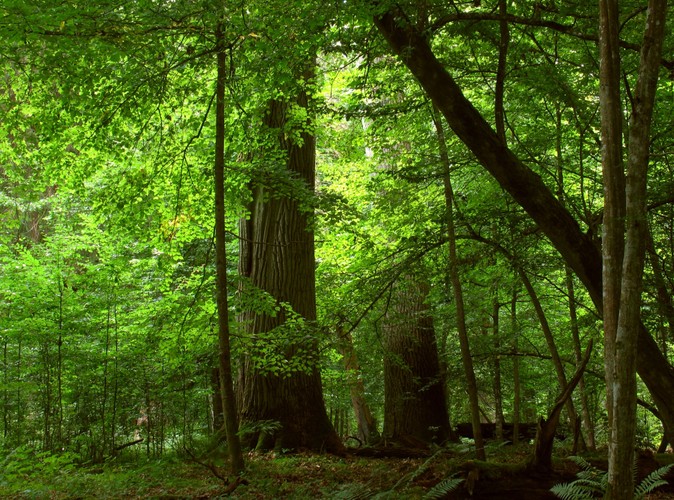 Uroki Puszczy Białowieskiej © www.tydecydujesz.org Fot. Janusz Korbel