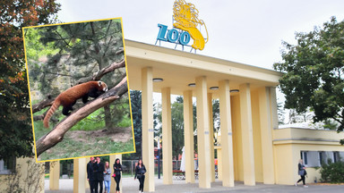 Nowy lokator we wrocławskim zoo. Bernie ma niespełna rok