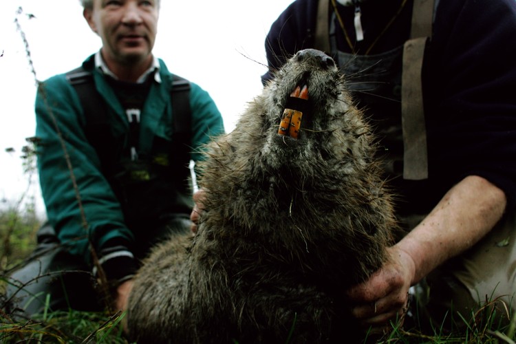 Fotoreportaż Wojtka Jargiło o przenoszeniu bobrów zwyciężył w konkursie BZ WBK PRESS FOTO 2009 w kategorii przyroda
