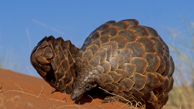 Łuskowiec, Pustynia Kalahari, Afryka