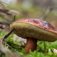 Babérvargánya: finom és csökkenti a rák kockázatát - ősszel a legkönnyebb rátalálni