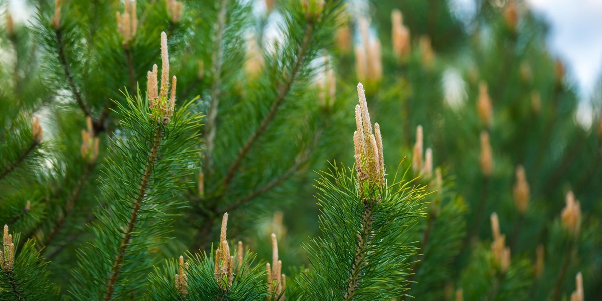 Przepis na syrop z pędów sosny 