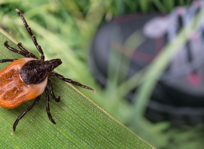 Neuroborreliózis: a Lyme-kór rejtett arca, amely az agyat támadja – ezek a tünetei című cikk nyitóképe