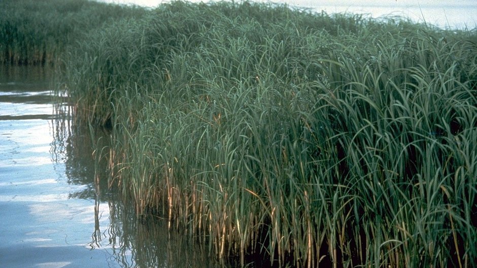 Inwazyjna Spartina alterniflora powoduje problemy na całym świecie