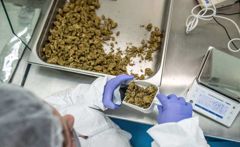 PRODUKCJA MEDYCZNEJ MARIHUANY W IZRAELU