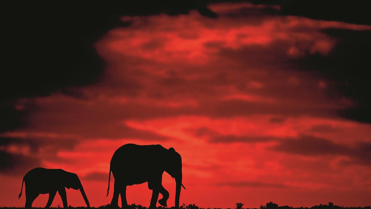 Silhouettes of Africa