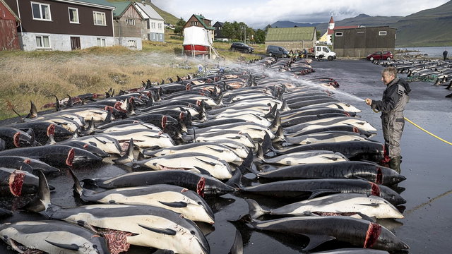 Több mint 1400 delfint vadásztak le egy nap alatt a feröeriek a több évszázados hagyomány részeként