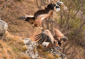 Fenomenalna vest iz kanjona Mileševke, beloglavih supova sve je više