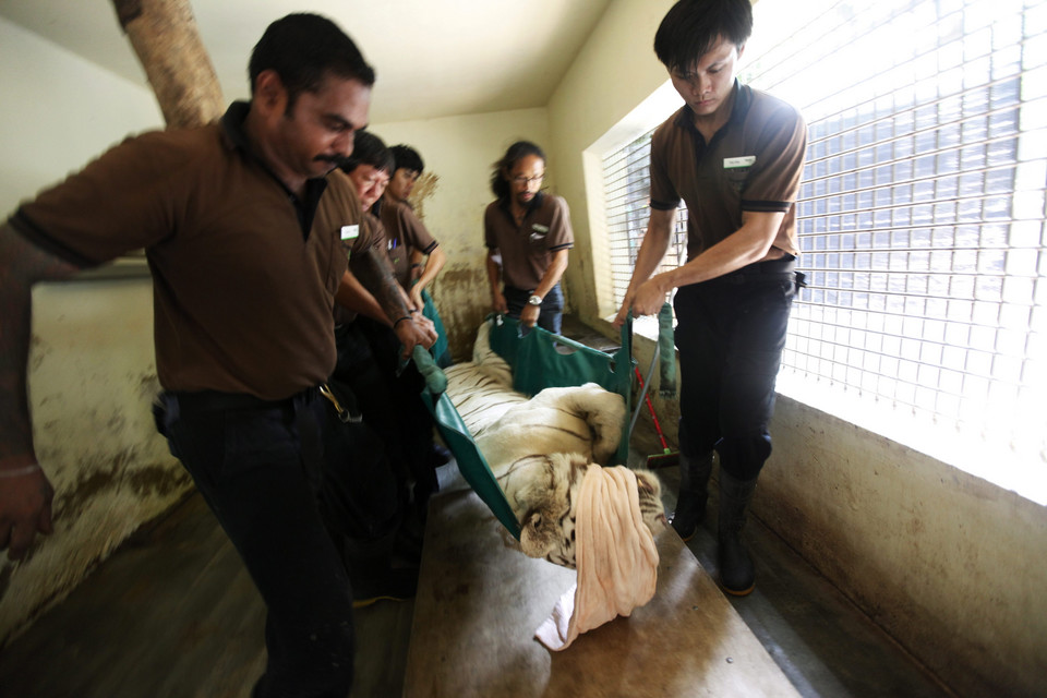SINGAPORE FEATURE PACKAGE ZOO VETERINARIANS