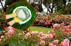 Czym i kiedy nawozić róże? Najskuteczniejsze sposoby, by pędy uginały się od kwiatów