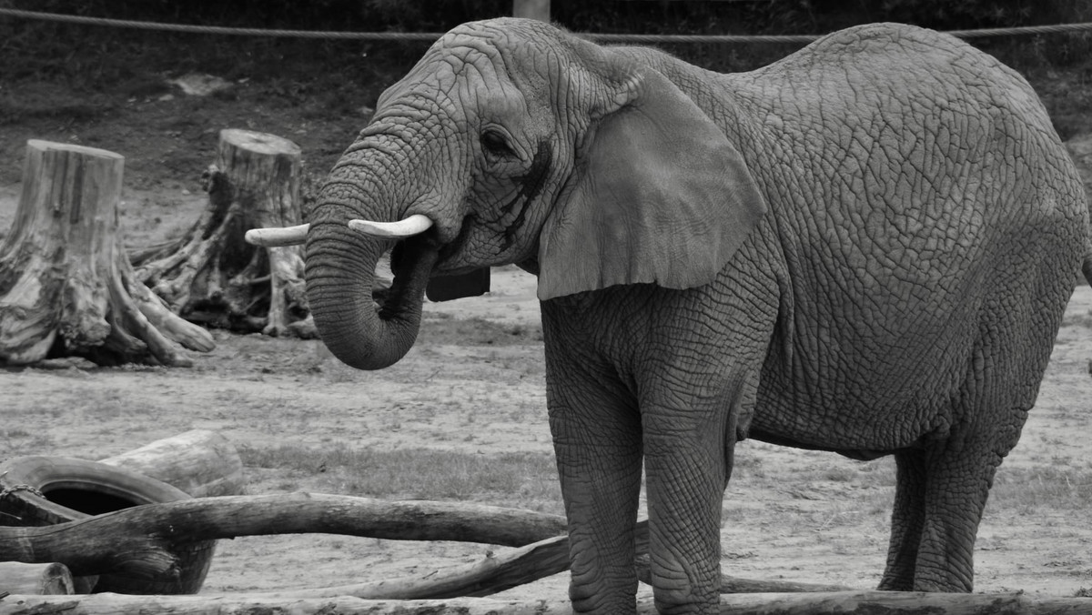 Poznań: Zoo spali ciosy padłej słonicy. To forma sprzeciwu wobec kłusownictwa
