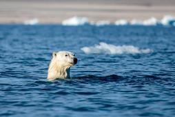 Niedźwiedź polarny miś polarny