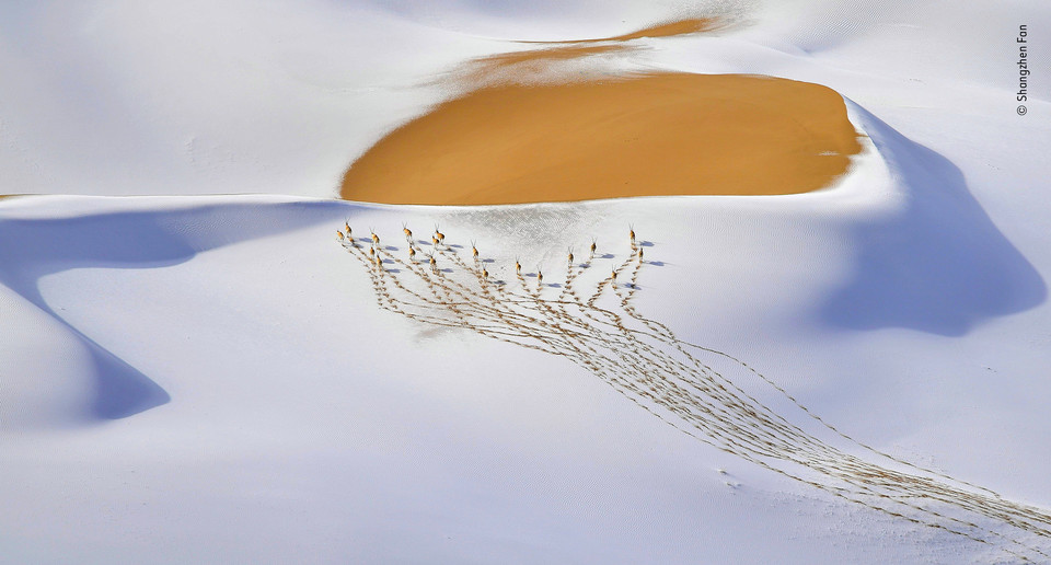 Zwycięskie zdjęcie Wildlife Photographer of the Year 2019 - kategoria "Zwierzęta w naturalnym środowisku", autor Shangzhen Fan