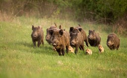 Szkody łowieckie: Kiedy i komu przysługuje odszkodowanie?