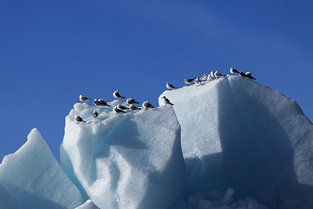 Galeria Wystawa polarnej fotografii przyrodniczej "Ptaki Spitsbergenu", obrazek 2