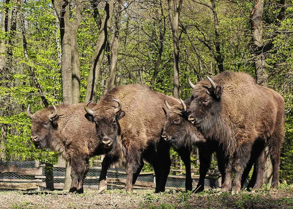 Fruškogorski bizoni