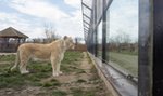 Właściciel zoo: moje zwierzęta będą głodować