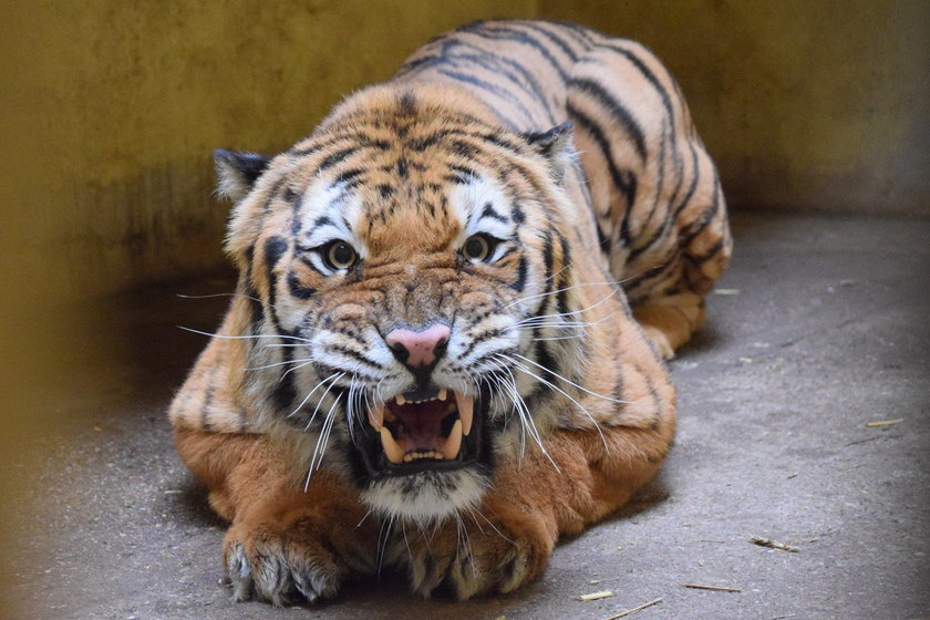 Transport grozy z żywymi tygrysami. Odsłonili szokujące kulisy