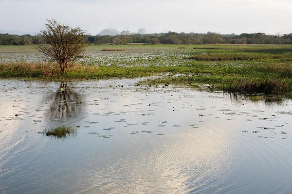 Galeria Sri Lanka - bogactwo fauny i flory, obrazek 10