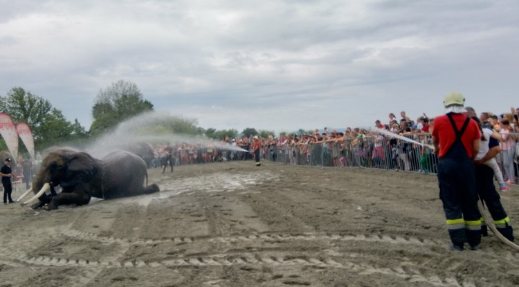 Tűzoltók fürdettek elefántokat a balatonlellei strandon + fotó