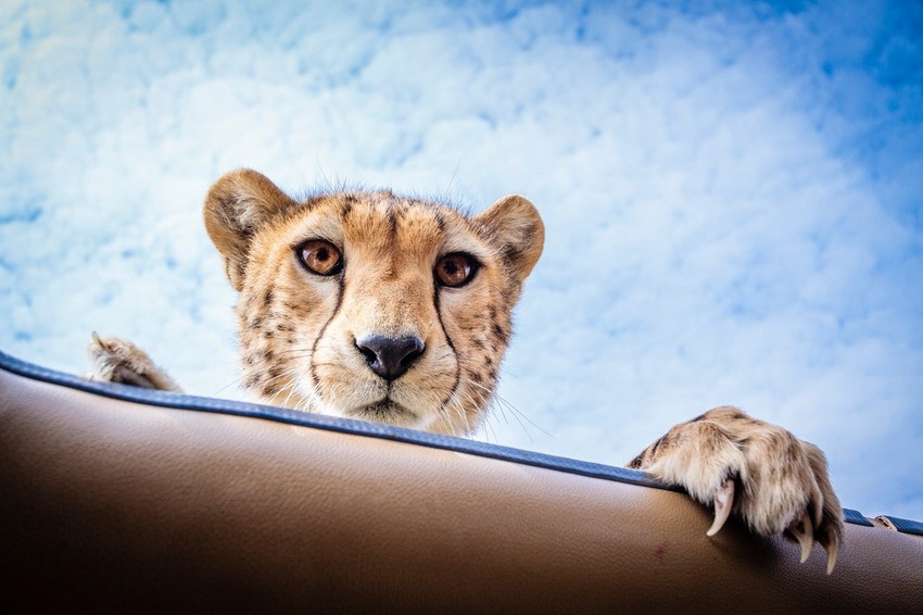 Gepard može da dobije oštećenje mozga ukoliko trči punom brzinom duže od pola minuta