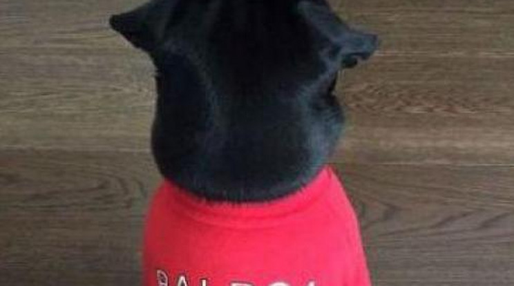 Arsenal-mezt kapott a világbajnok kutyája