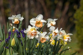 Ako OVA 3 CVETA POSADITE u oktobru, imaćete NAJLEPŠU BAŠTU na proleće: Uspevaju i u saksiji, pa su idealni i za terase