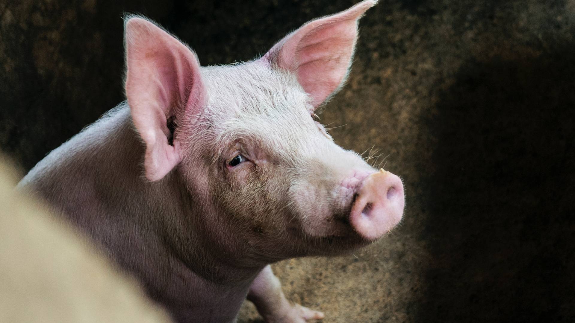 Fabryka samochodów wykorzystywała żywe świnie do testów zderzeniowych. Zginęło wiele zwierząt