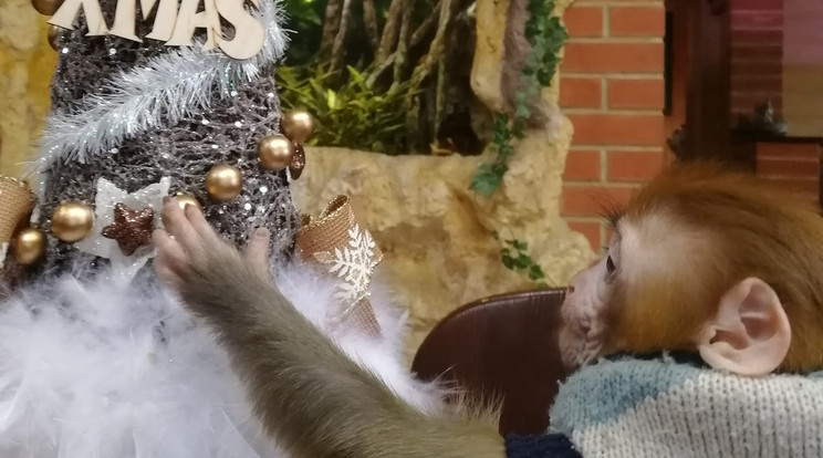 Róza, a négy hónapos makákóbébi gondozójának segített a karácsonyfa díszítésében