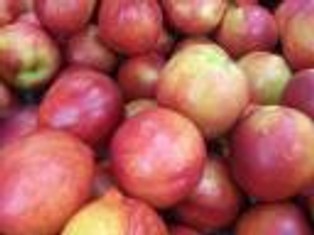 Tanie jabłka to katastrofa dla sadowników