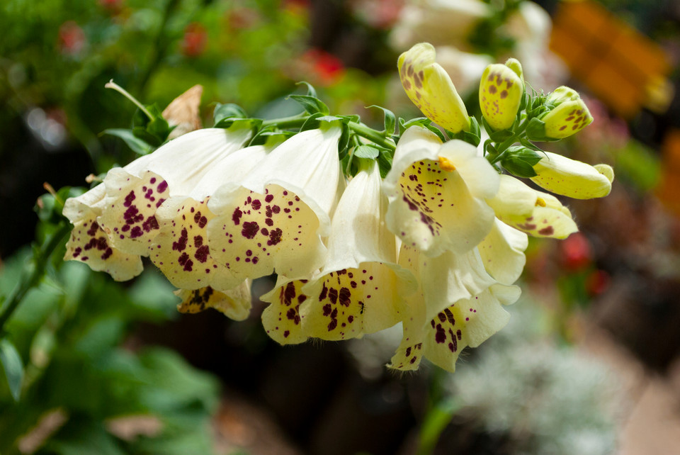 Naparstnica zwyczajna (Digitalis grandiflora)