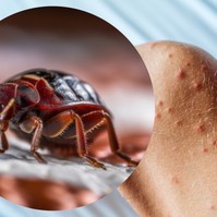 Az írországi sajtóban is téma lett az ágyi poloskás magyar pszichiátria