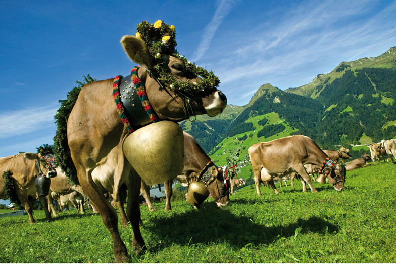 Krowy z Vorarlbergu