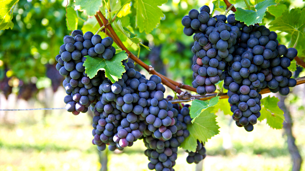 Tegoroczne zbiory winogron we Francji zapowiadają się na najgorsze od 40 lat - pisze w ostatnich dniach francuska prasa. Winna jest temu pogoda - mokra wiosna, gradobicia i letnie burze zniszczyły uprawy, zagrażając przetrwaniu drobnych rolników.