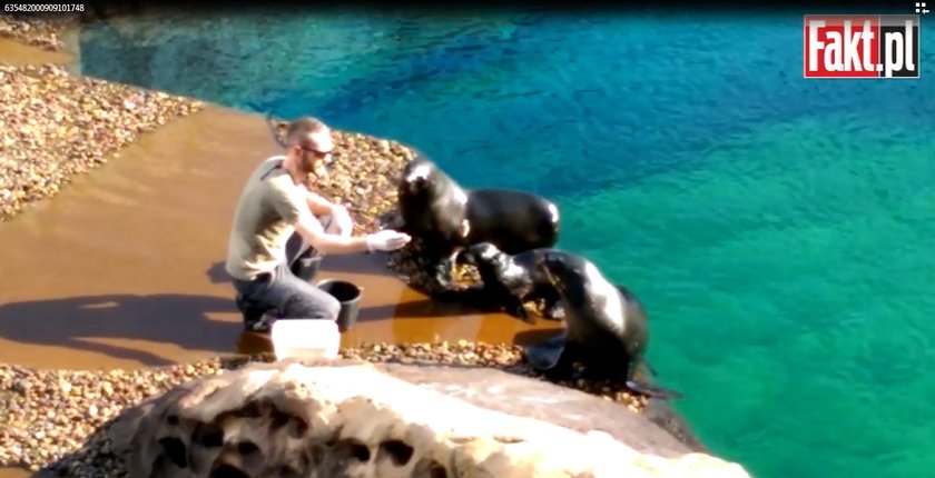 Karmienie kotików w Afrykarium we wrocławskim zoo