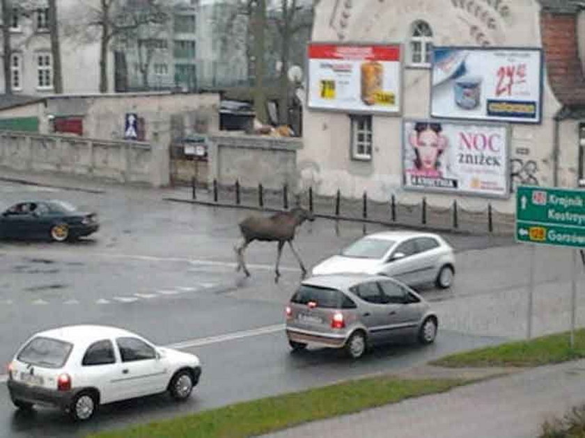 Uwaga! Łoś na drodze!