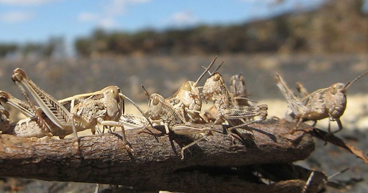 11 fun and scary facts about desert locusts that will send chills down