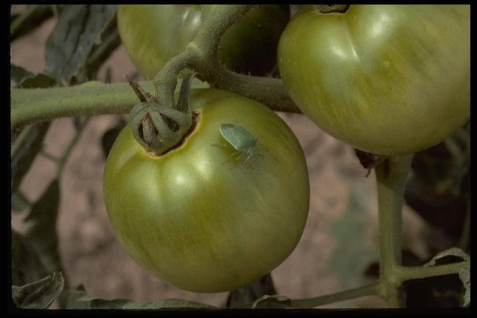 Paradajz koji oštete smrdibube nije dobar za jelo