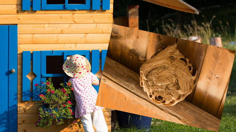 Osy często zakładają gniazda w drewnianych domkach ogrodowych (Fot. Shutterstock/ Matteo Sani)