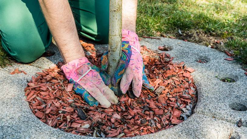 Beliebte Handschuhe für die Gartenarbeit im Vergleich