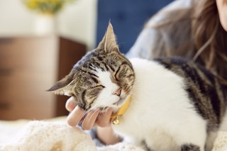 Kiedy kot mówi: „kocham Cię”. Co zdradzają jego gesty, mruczenie i osobowość?