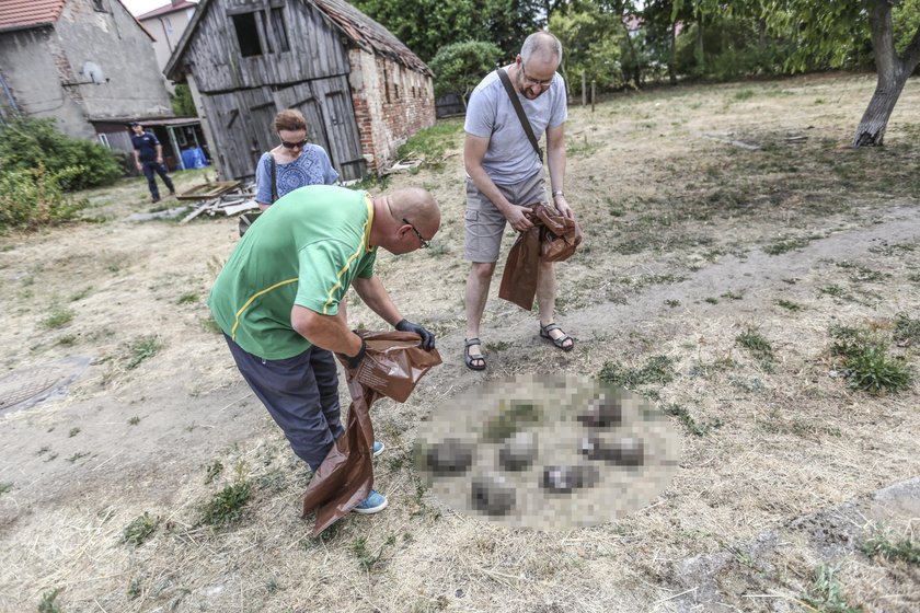 Martwe jeże w Zielonej Górze