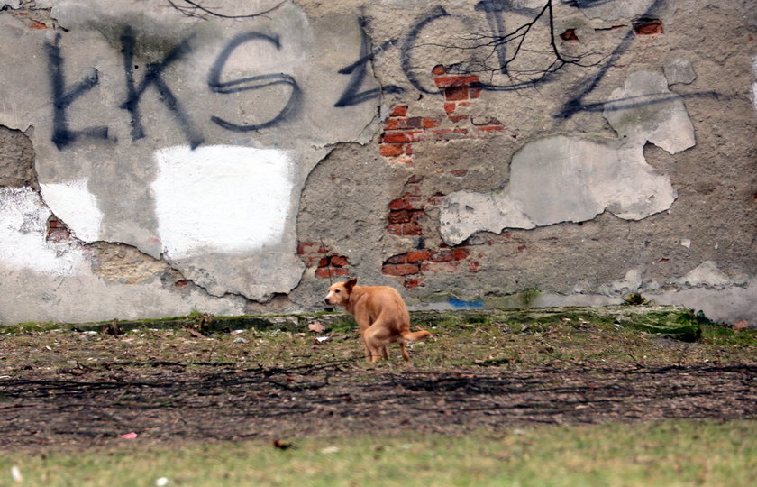 pies brudzący na skwerku w Łodzi