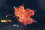 jesień liść w wodzie