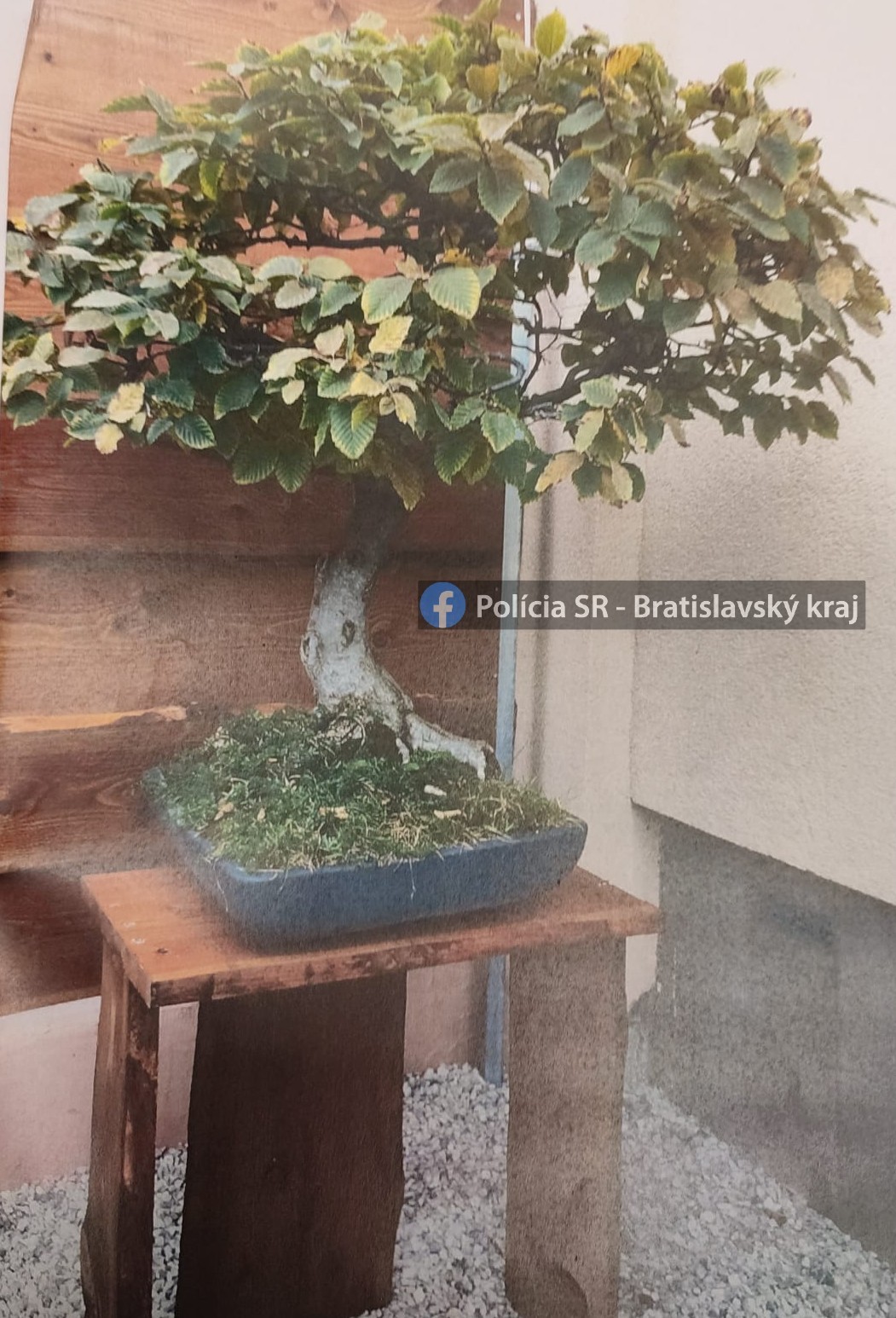 Polícia vyšetruje krádež 40-ročného bonsaja.