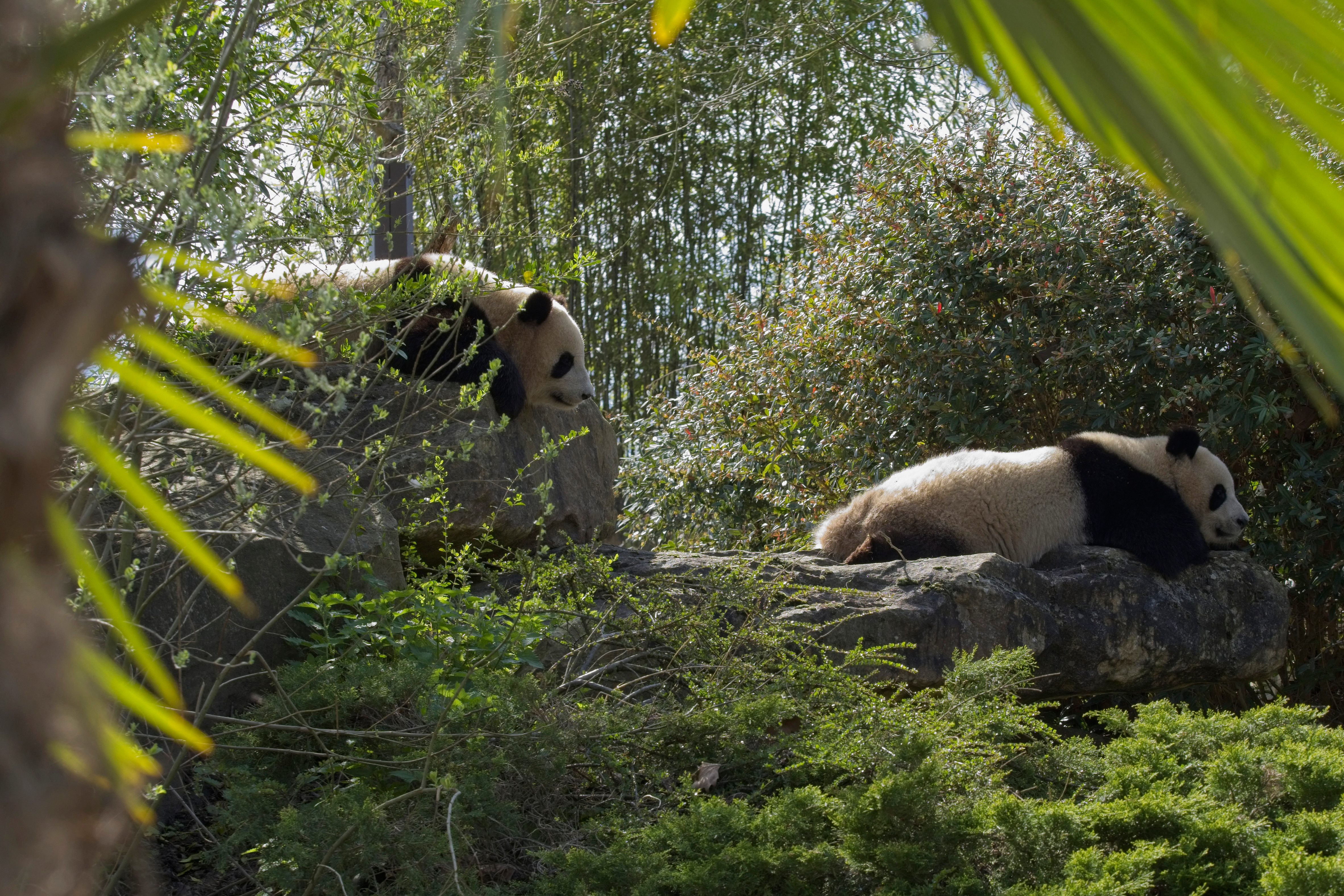 La Chine enverra de nouveaux pandas à la France d'ici début 2027