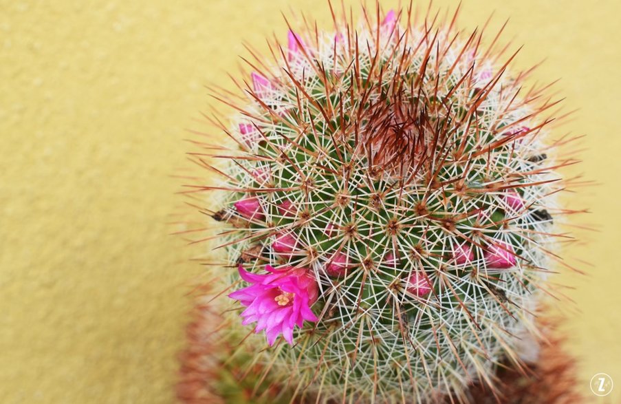 Notokaktus (Notocactus)