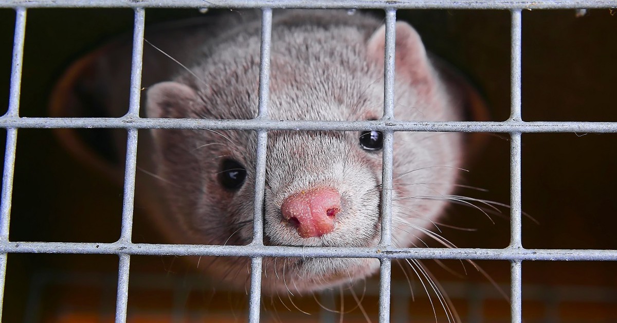 Hodowle zwierząt na futra zostaną zakazane. Posłowie zdecydowali