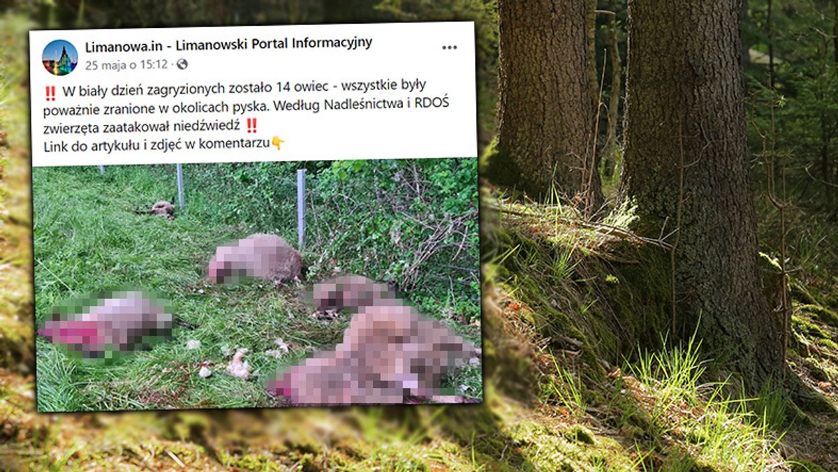 Coś zagryzło 14 owiec koło Limanowej. Pierwszy taki przypadek